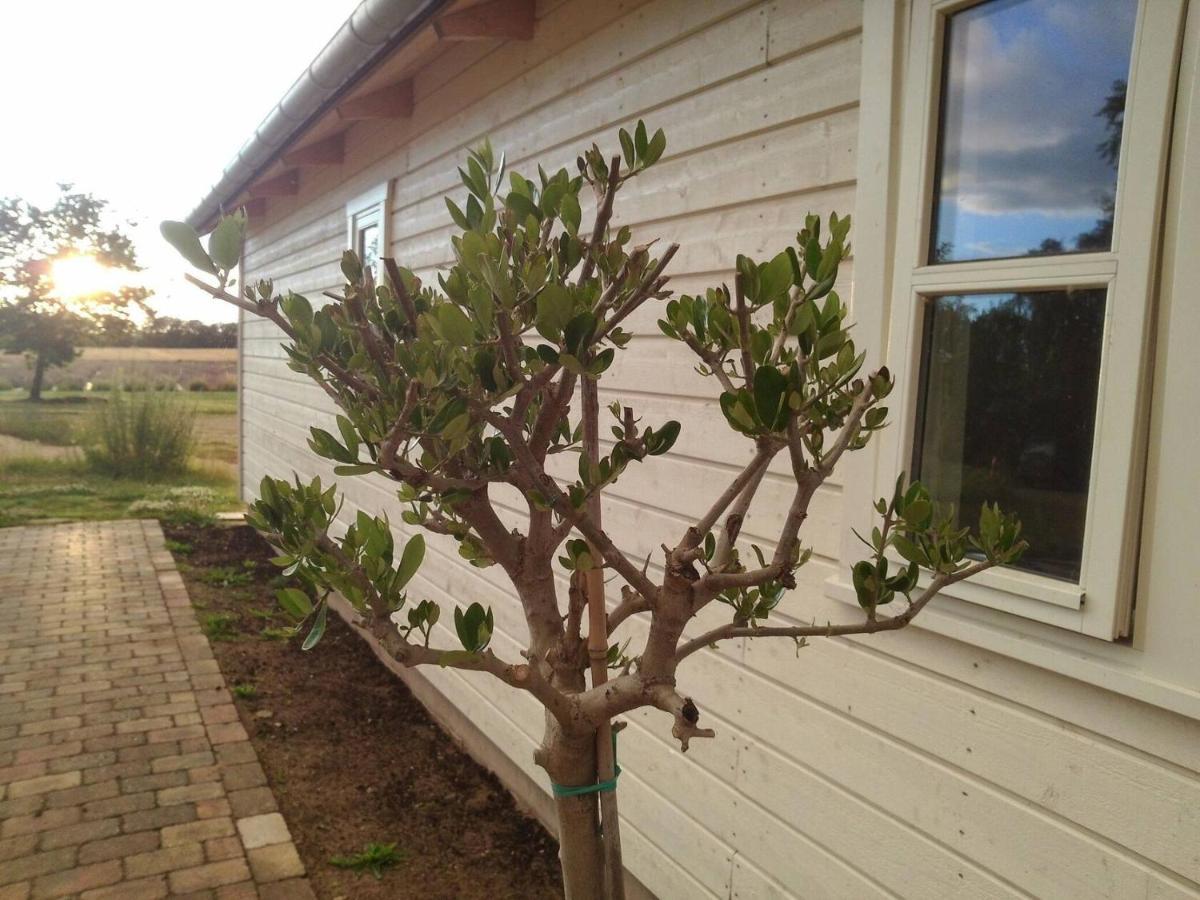 Hjallerup Lavendelbo B&B المظهر الخارجي الصورة